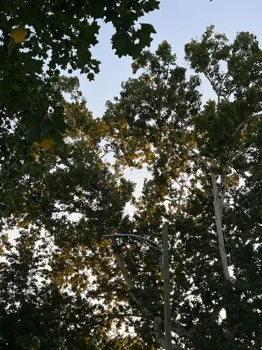 Nature's embrace above the streetlights.